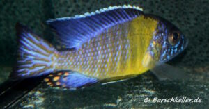 Aulonocara stuartgranti 'Hai Reef'