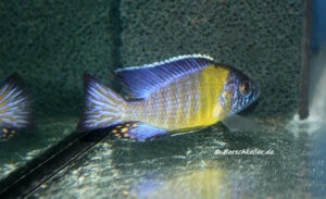 Aulonocara stuartgranti 'Hai Reef'