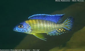 Aulonocara stuartgranti 'Hai Reef'