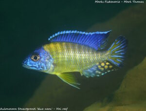 Aulonocara stuartgranti 'Hai Reef'