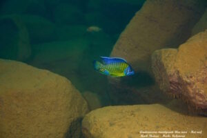 Aulonocara stuartgranti 'Hai Reef'