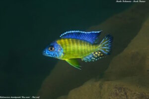 Aulonocara stuartgranti 'Hai Reef'
