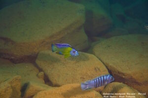 Aulonocara stuartgranti 'Hai Reef'