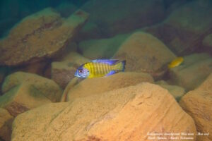 Aulonocara stuartgranti 'Hai Reef'