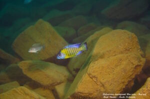 Aulonocara stuartgranti 'Hai Reef'