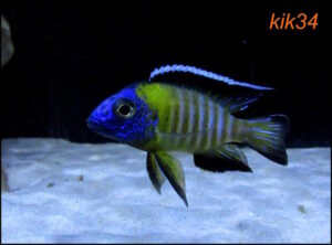 Aulonocara stuartgranti 'Hongi Island'