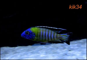 Aulonocara stuartgranti 'Hongi Island'