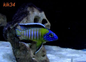 Aulonocara stuartgranti 'Hongi Island'