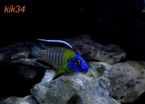 Aulonocara stuartgranti 'Hongi Island'