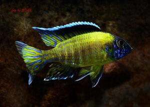 Aulonocara stuartgranti 'Hongi Island'