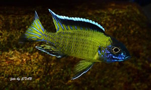 Aulonocara stuartgranti 'Hongi Island'