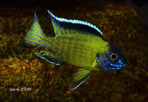 Aulonocara stuartgranti 'Hongi Island'