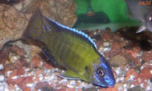 Aulonocara stuartgranti 'Kande Island'