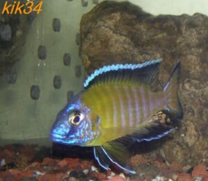 Aulonocara stuartgranti 'Kande Island''Kande Island' Aulonocara stuartgranti 'Kande Island'