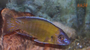 Aulonocara stuartgranti 'Kande Island'