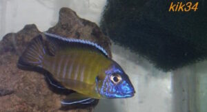 Aulonocara stuartgranti 'Kande Island'
