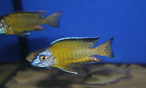 Aulonocara stuartgranti 'Kande Island'