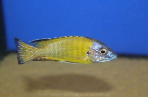 Aulonocara stuartgranti 'Kande Island''Kande Island' Aulonocara stuartgranti 'Kande Island'