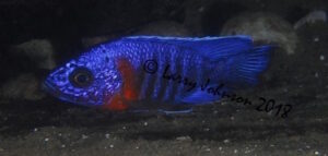 Aulonocara stuartgranti 'Luwala Reef'