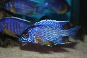 Aulonocara stuartgranti 'Maison Reef'