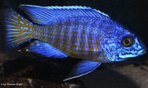 Aulonocara stuartgranti 'Mdoka Reef'