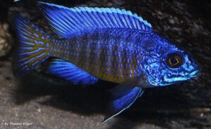 Aulonocara stuartgranti 'Mdoka Reef'