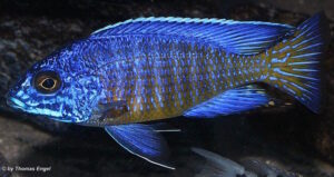 Aulonocara stuartgranti 'Mdoka Reef'