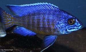 Aulonocara stuartgranti 'Mdoka Reef'