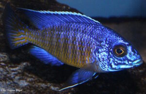 Aulonocara stuartgranti 'Mdoka Reef'