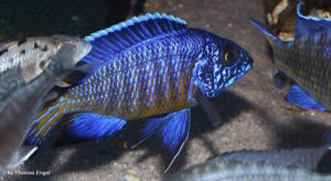 Aulonocara stuartgranti 'Mdoka Reef'