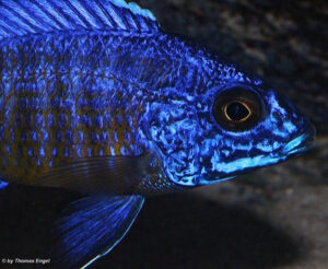 Aulonocara stuartgranti 'Mdoka Reef'