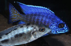 Aulonocara stuartgranti 'Mdoka Reef'