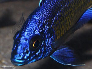 Aulonocara stuartgranti 'Mdoka Reef'