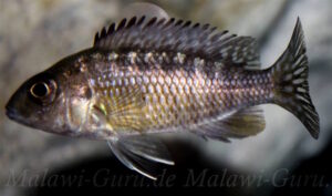 Aulonocara stuartgranti 'Mdoka Reef'