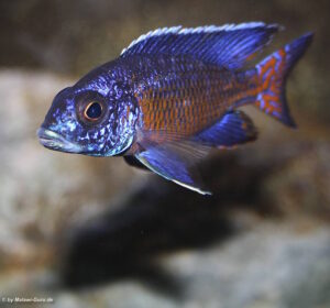 Aulonocara stuartgranti 'Mdoka Reef'