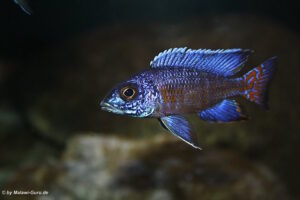 Aulonocara stuartgranti 'Mdoka Reef'