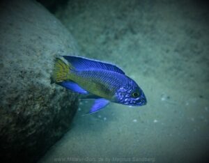 Aulonocara stuartgranti 'Mdoka Reef'