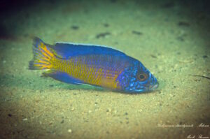 Aulonocara stuartgranti 'Mdowe'