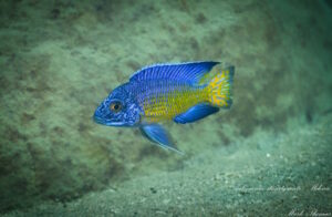 Aulonocara stuartgranti 'Mdowe'