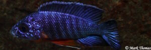 Aulonocara stuartgranti 'Mitande'