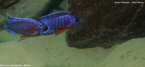 Aulonocara stuartgranti 'Mitande'