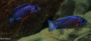 Aulonocara stuartgranti 'Mitande'