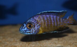 Aulonocara stuartgranti 'Mkondowe'