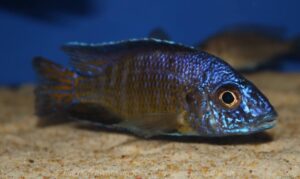 Aulonocara stuartgranti 'Mkondowe'