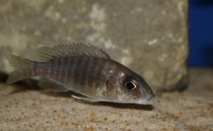 Aulonocara stuartgranti 'Mkondowe'