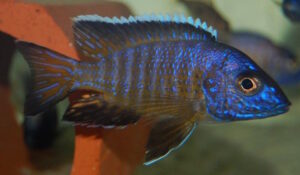 Aulonocara stuartgranti 'Mkondowe''Mkondowe' Aulonocara stuartgranti 'Mkondowe'