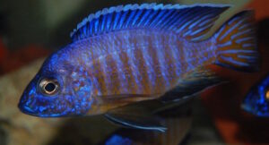 Aulonocara stuartgranti 'Mkondowe'
