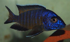 Aulonocara stuartgranti 'Mkondowe'