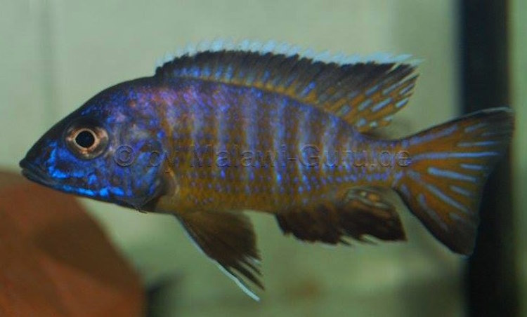 Aulonocara stuartgranti 'Mkondowe''Mkondowe' Aulonocara stuartgranti 'Mkondowe'