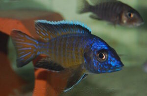 Aulonocara stuartgranti 'Mkondowe'